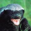 honey_badger